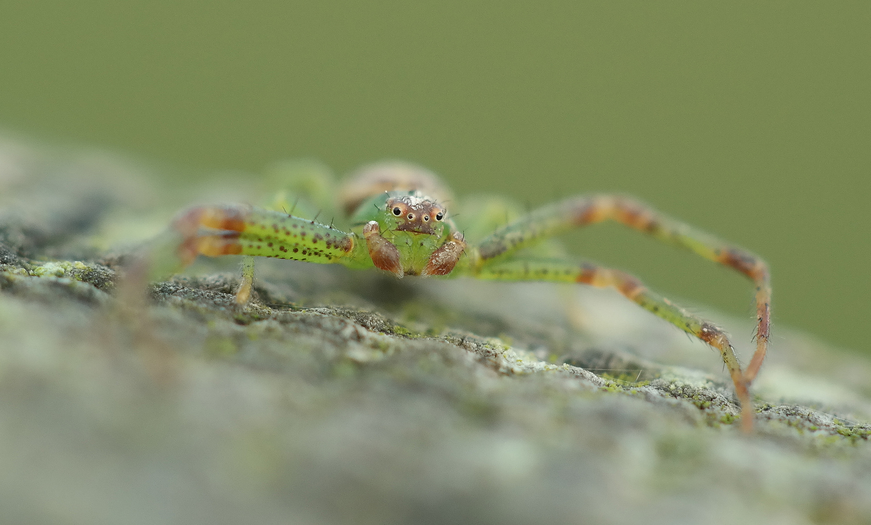 grüne Krabbenspinne