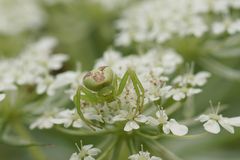 Grüne Krabbenspinne