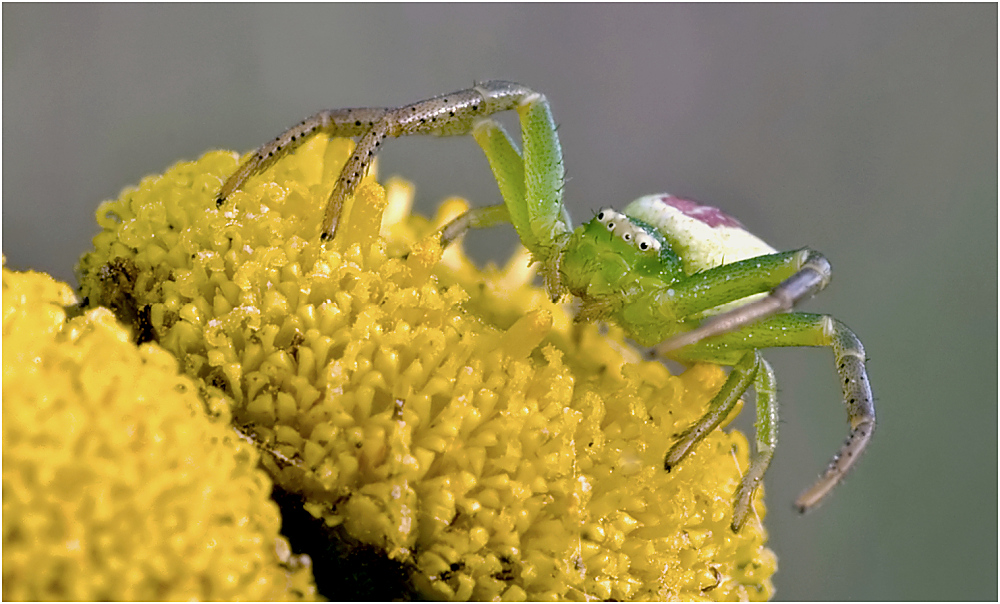 Grüne Krabbenspinne II