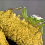 Grüne Krabbenspinne II