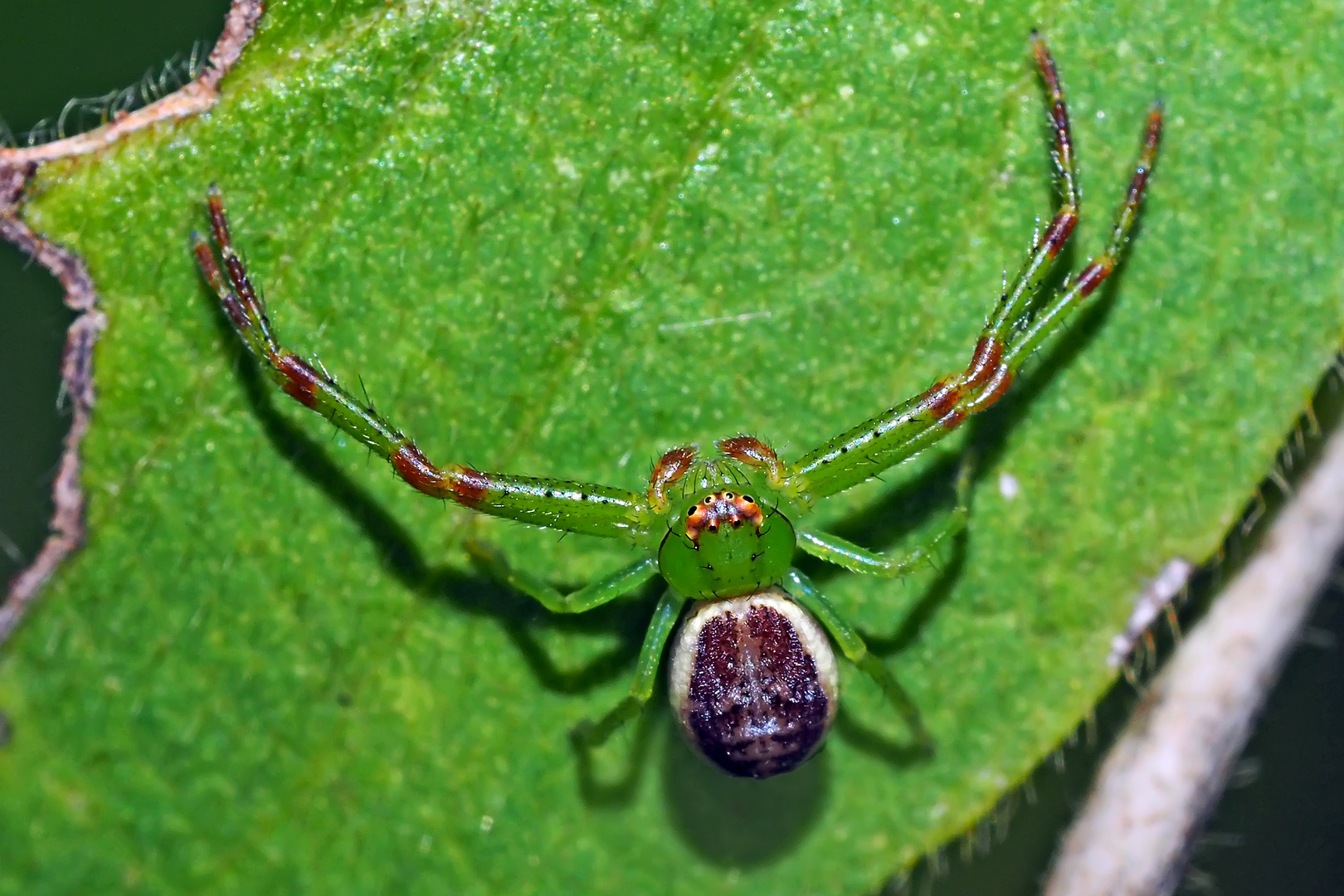 Grüne Krabbenspinne, Männchen (Diaea dorsata) - Araignée crabe minuscule!