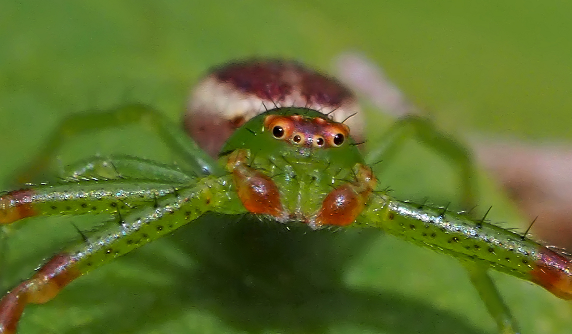 Grüne Krabbenspinne, Männchen (Diaea dorsata) - Araignée crabe minuscule!