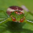 Grüne Krabbenspinne, Männchen (Diaea dorsata) - Araignée crabe minuscule!