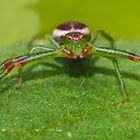Grüne Krabbenspinne, Männchen (Diaea dorsata) - Araignée crabe minuscule!