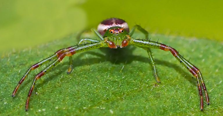 Grüne Krabbenspinne, Männchen (Diaea dorsata) - Araignée crabe minuscule!
