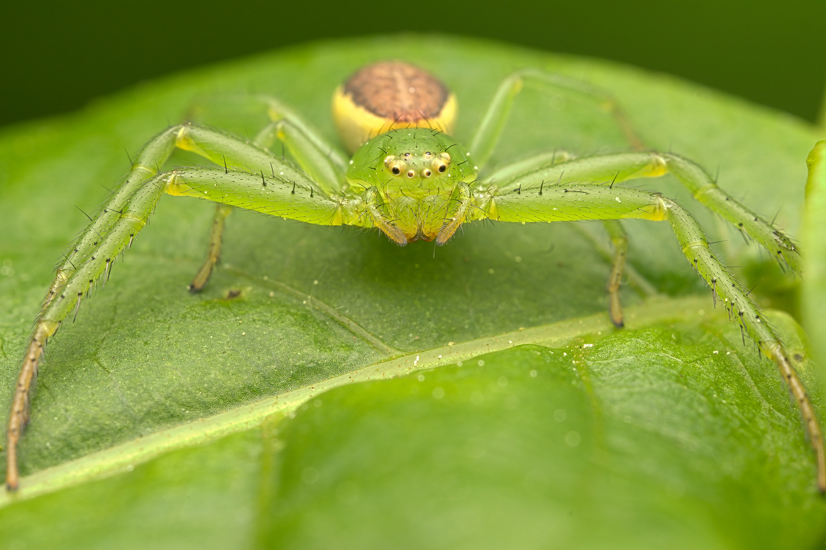 Grüne Krabenspinne