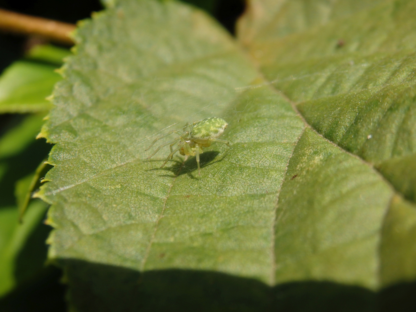 Grüne Kräuselspinne (Nigma walckenaeri)