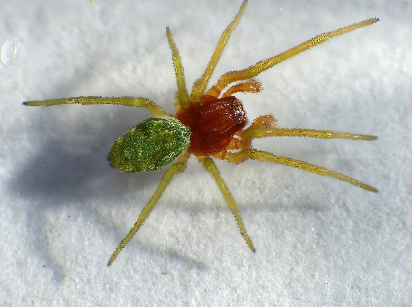 Grüne Kräuselspinne (Nigma walckenaeri) - Männchen