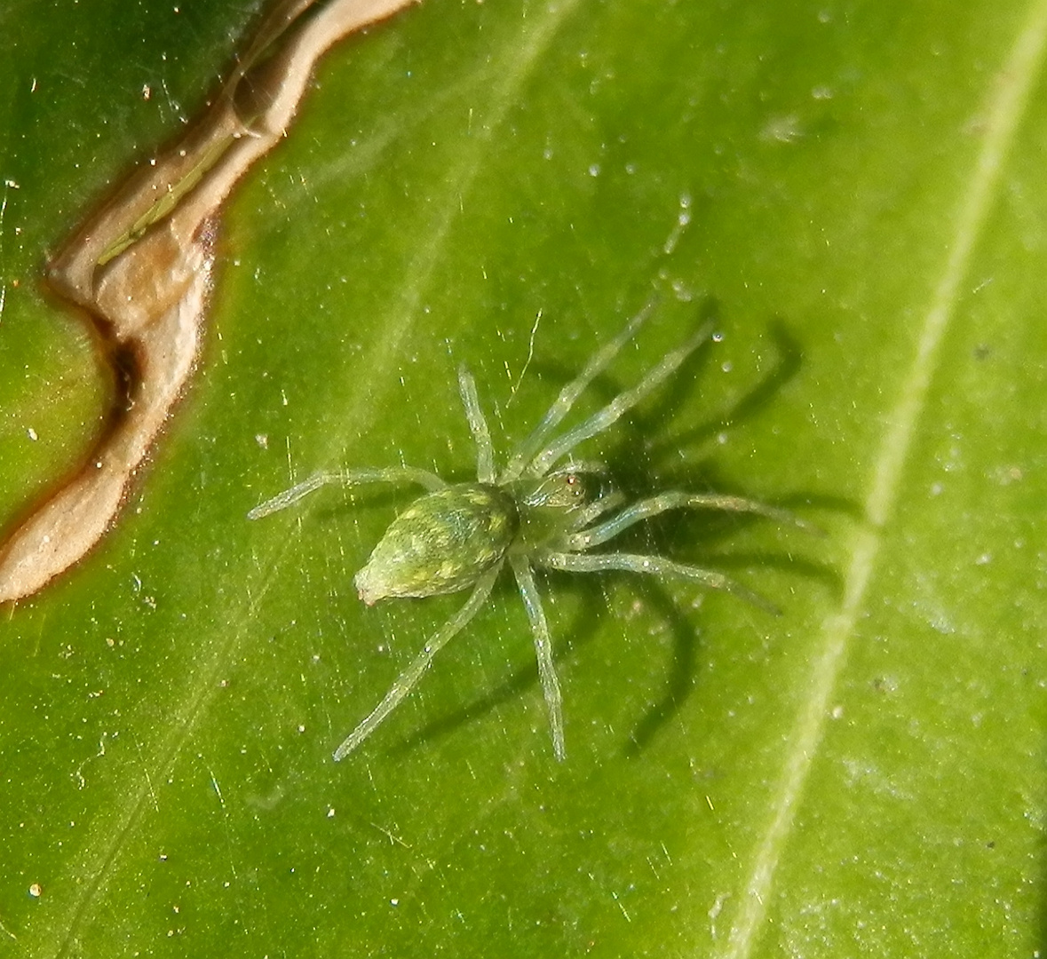 Grüne Kräuselspinne (Nigma walckenaeri) Weibchen Foto & Bild tiere
