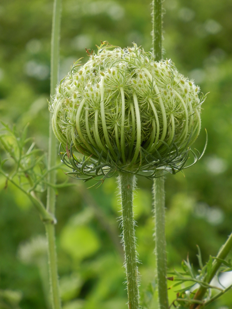 Grüne Kugel