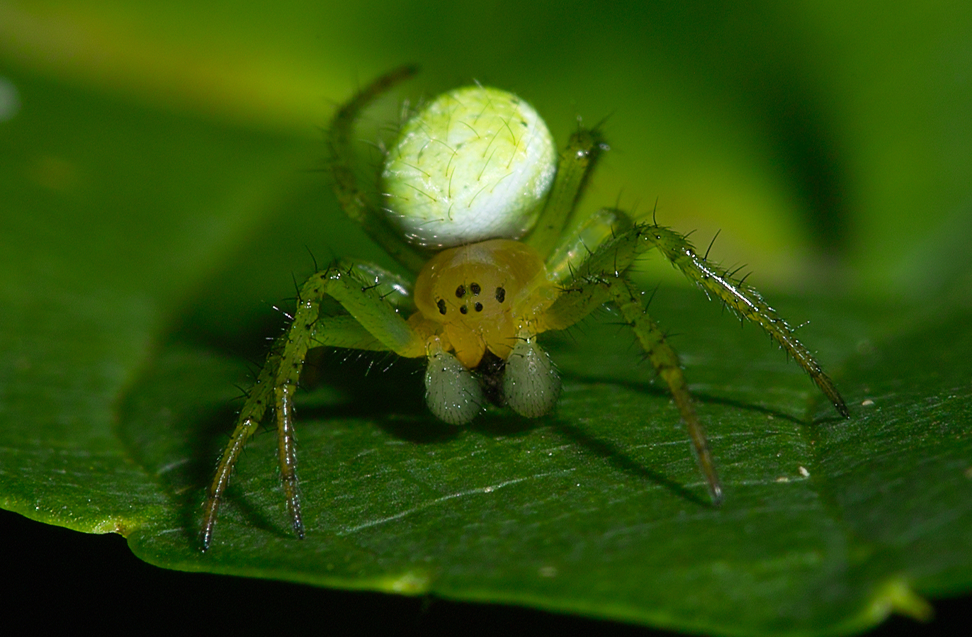 Grüne Kugelspinne?