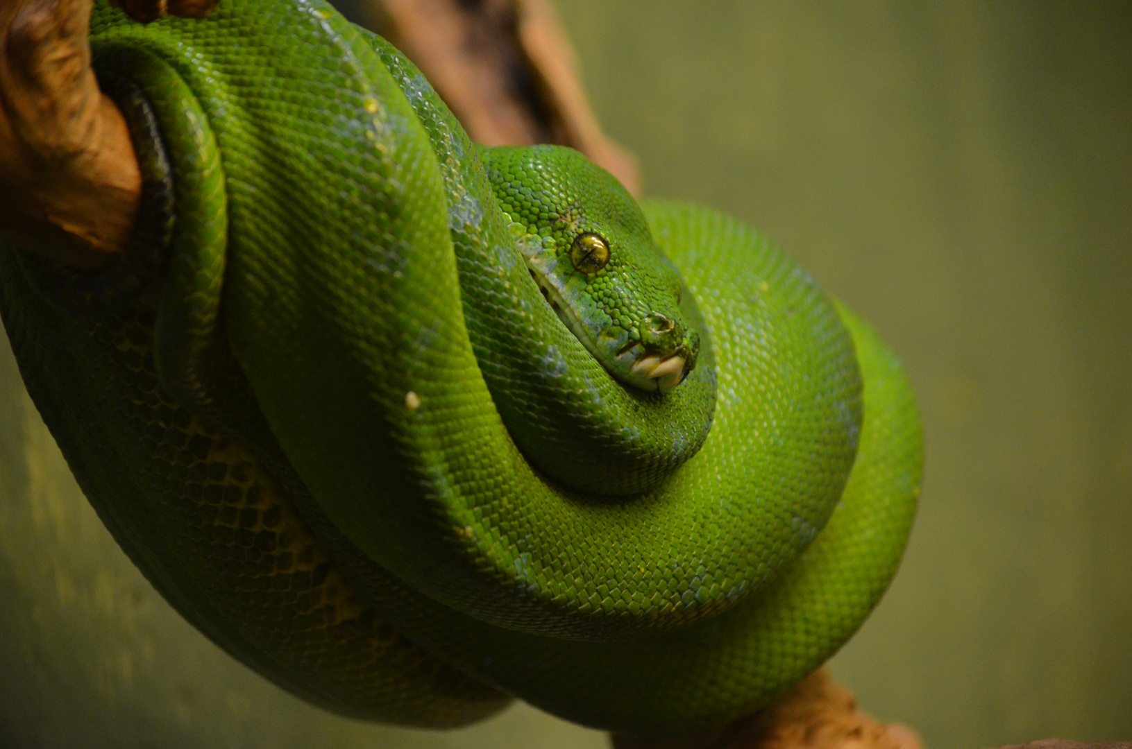 grüne Lady