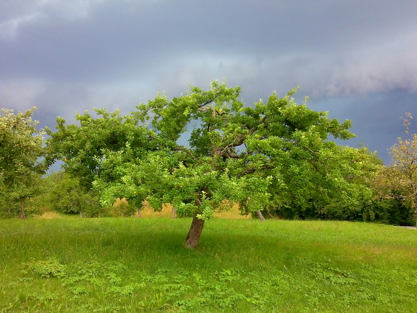 Grüne Landschaft