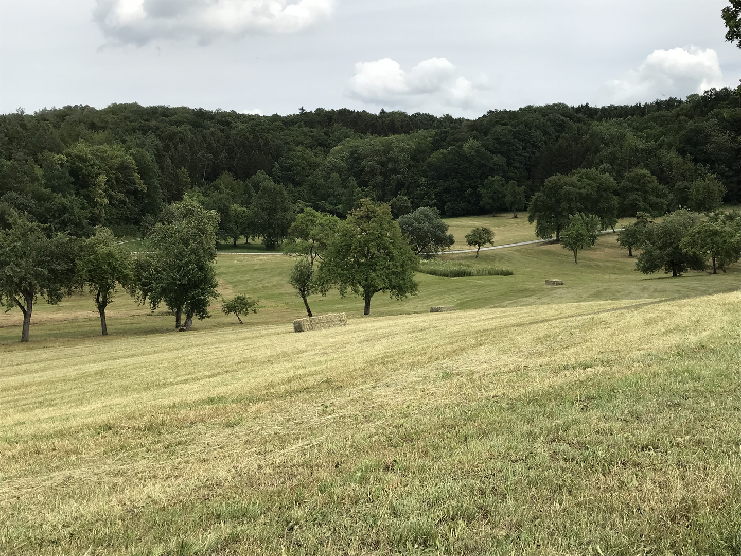 Grüne Landschaft