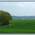 Grüne Landschaft