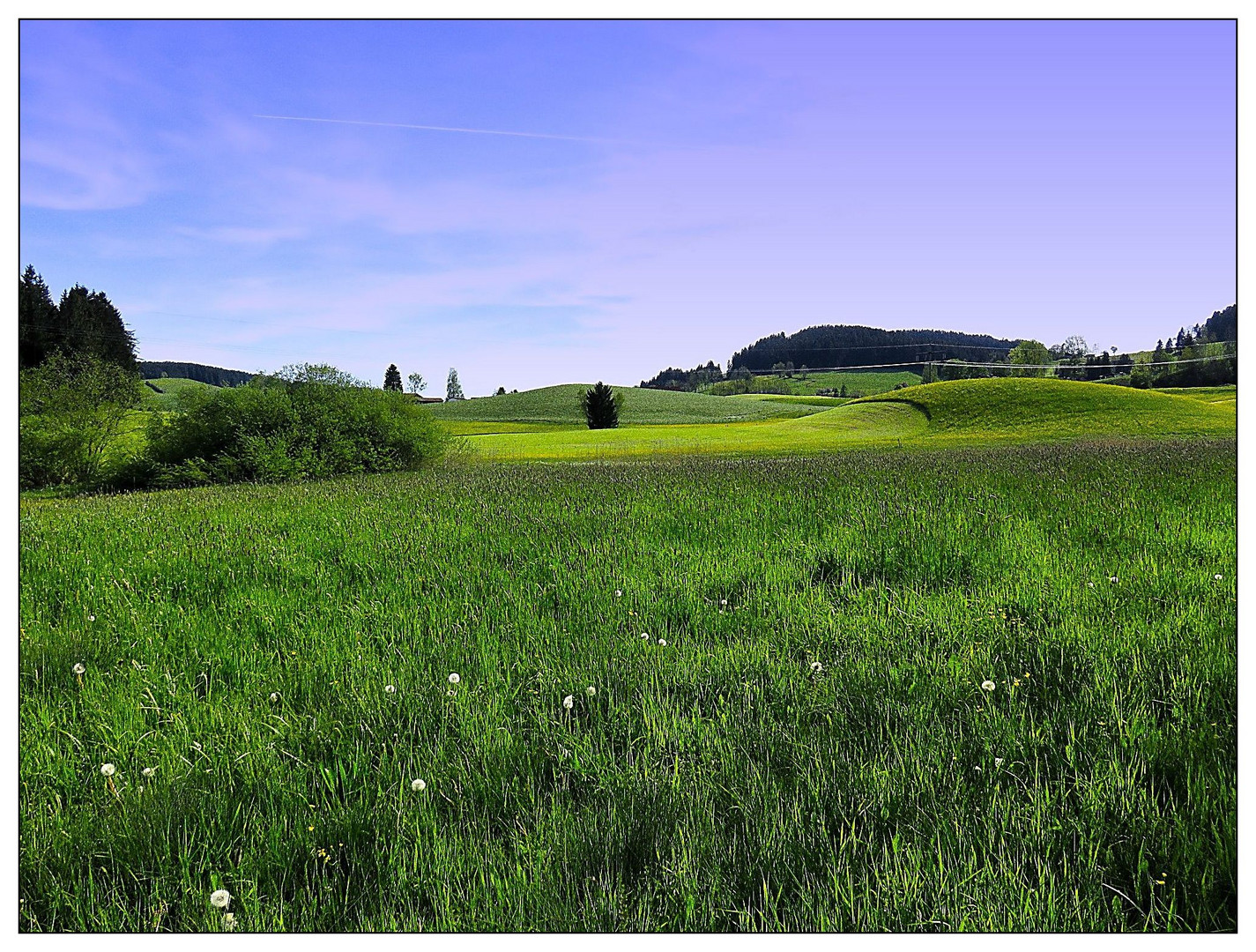 Grüne Landschaft im Allgäu