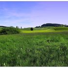 Grüne Landschaft im Allgäu