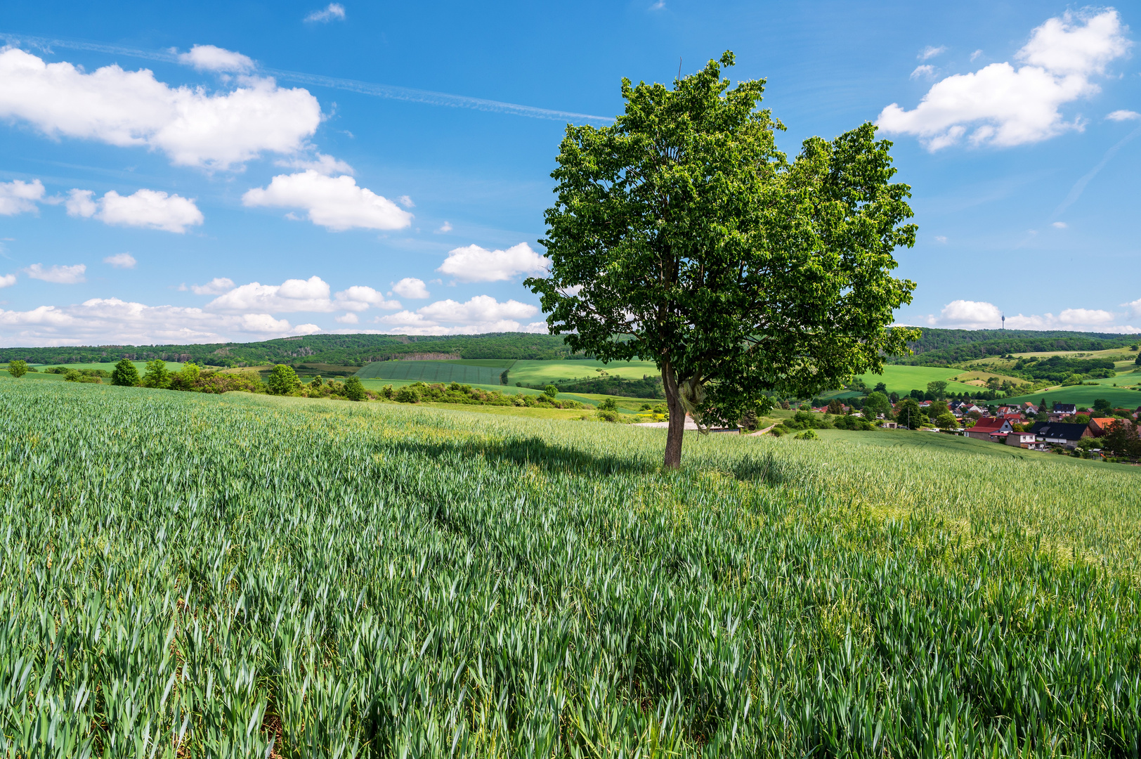 Grüne Landschaft mit Baum und Feldern