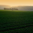 grüne Landschaft mit Traktor...