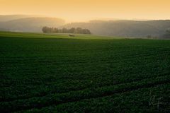 grüne Landschaft mit Traktor...