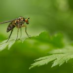 Grüne Langbeinfliege (Poecilobothrus nobilitatus)