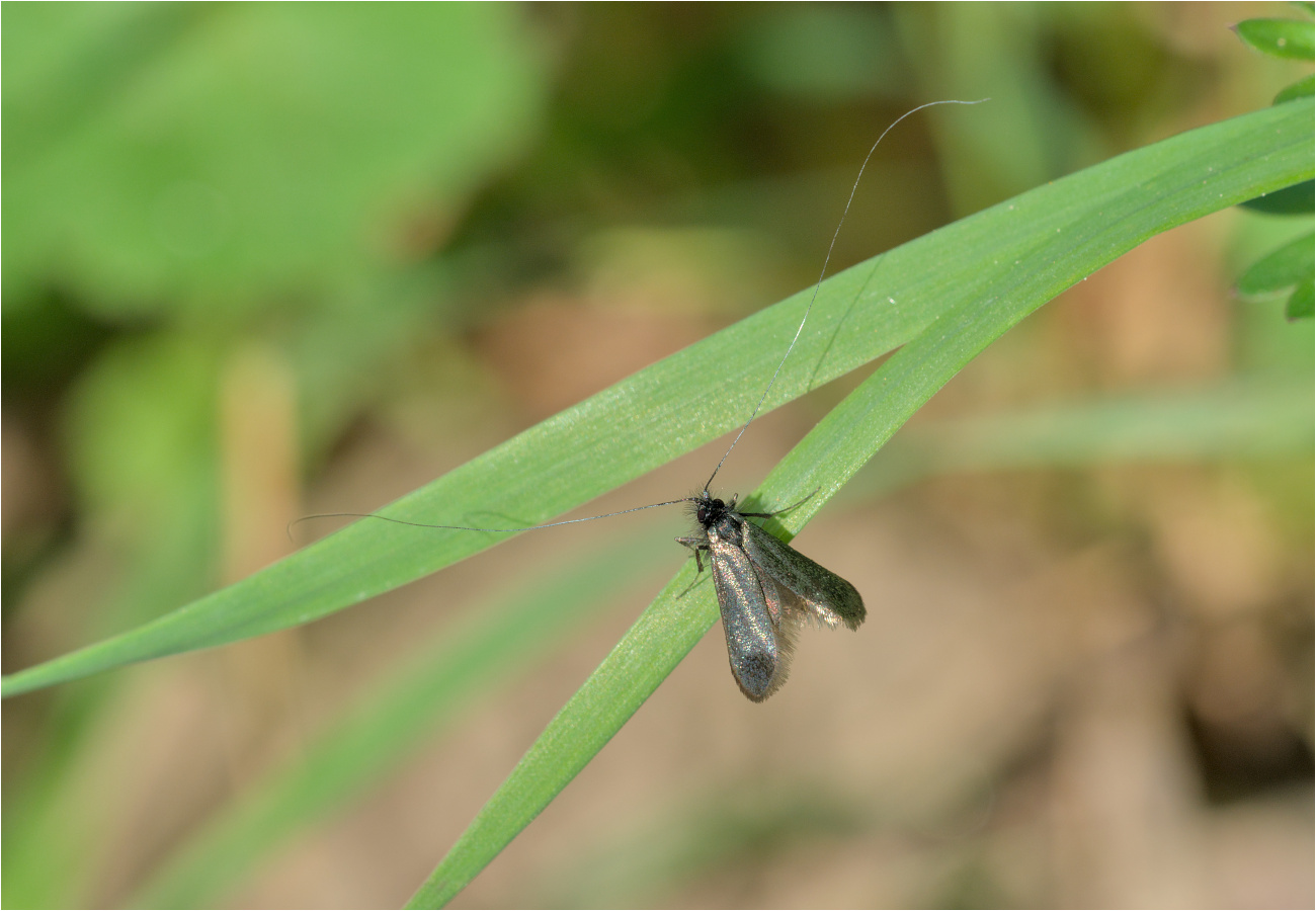 Grüne Langhornmotte (Adela reaumurella)