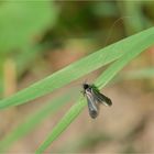 Grüne Langhornmotte (Adela reaumurella)