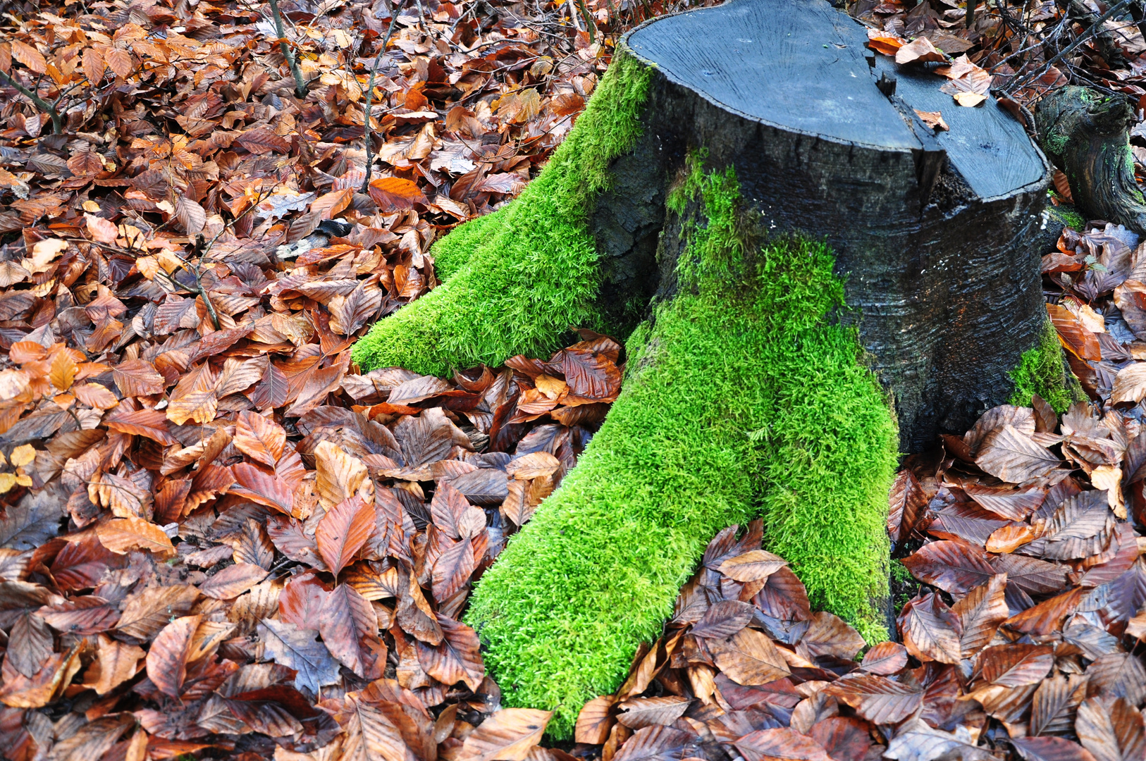 grüne Lava Foto & Bild | pflanzen, pilze & flechten, bäume, laubbäume ...