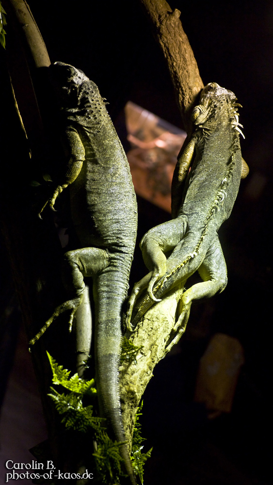 grüne Leguane (Iguana Iguana)