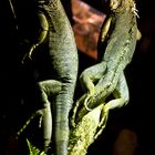 grüne Leguane (Iguana Iguana)