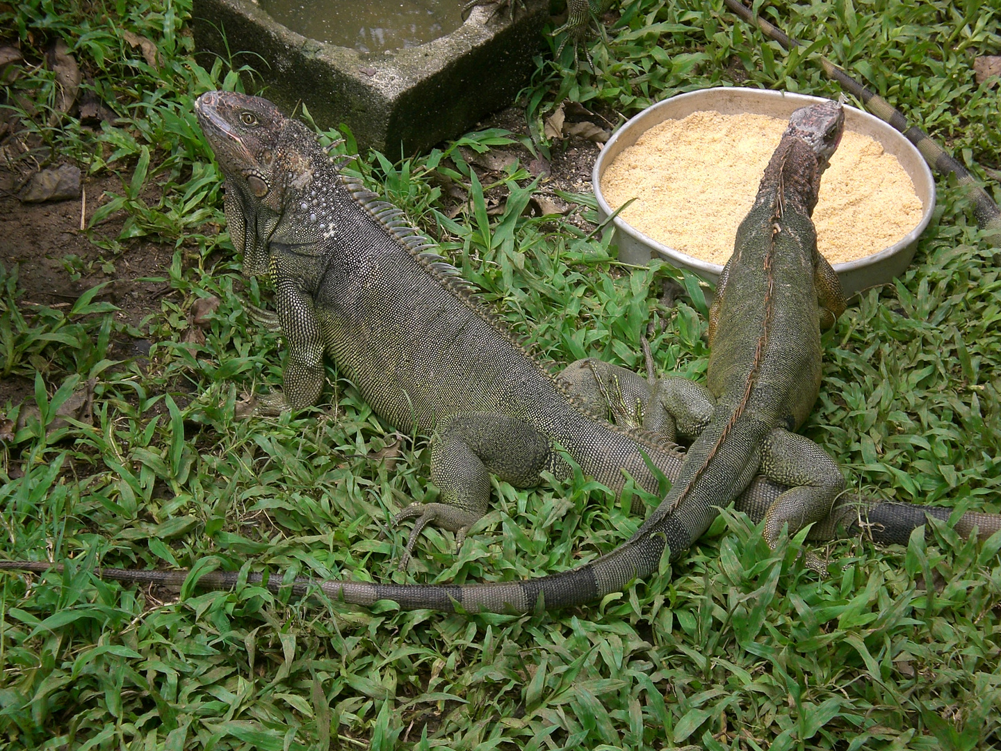 Grüne Leguane - Iguana iguana