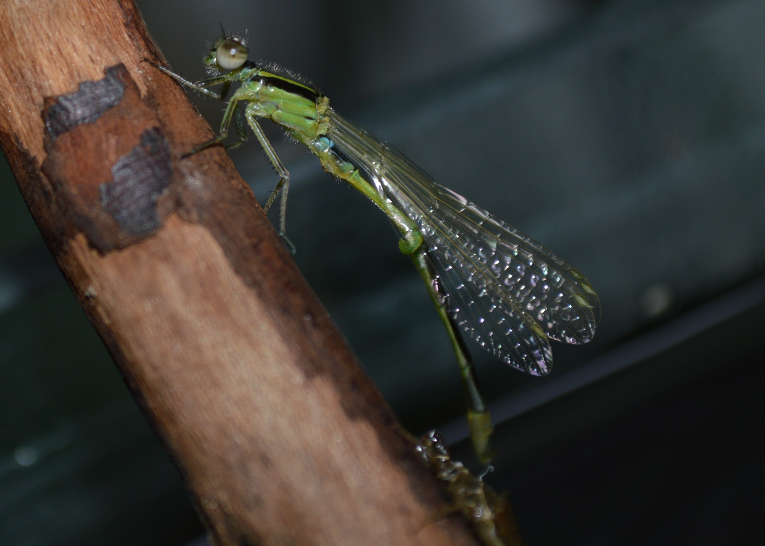 Grüne Libelle