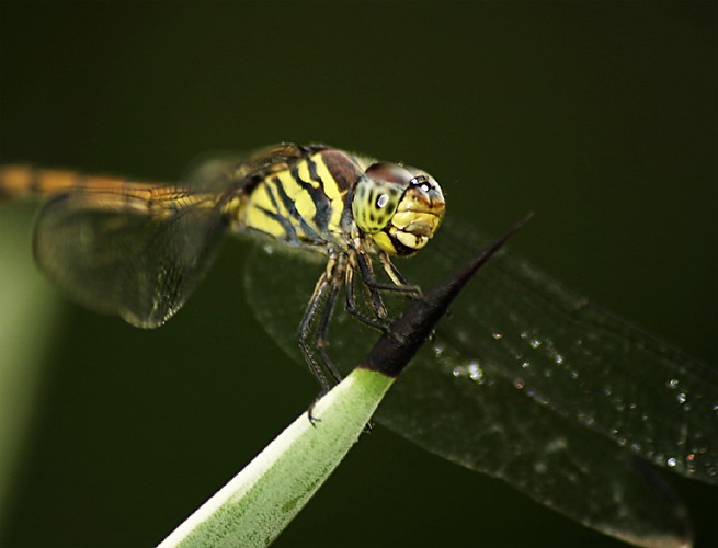 Grüne Libelle