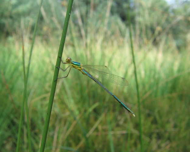 GRÜNE LIBELLE