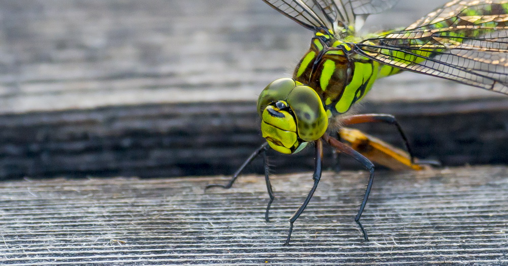 Grüne Libelle