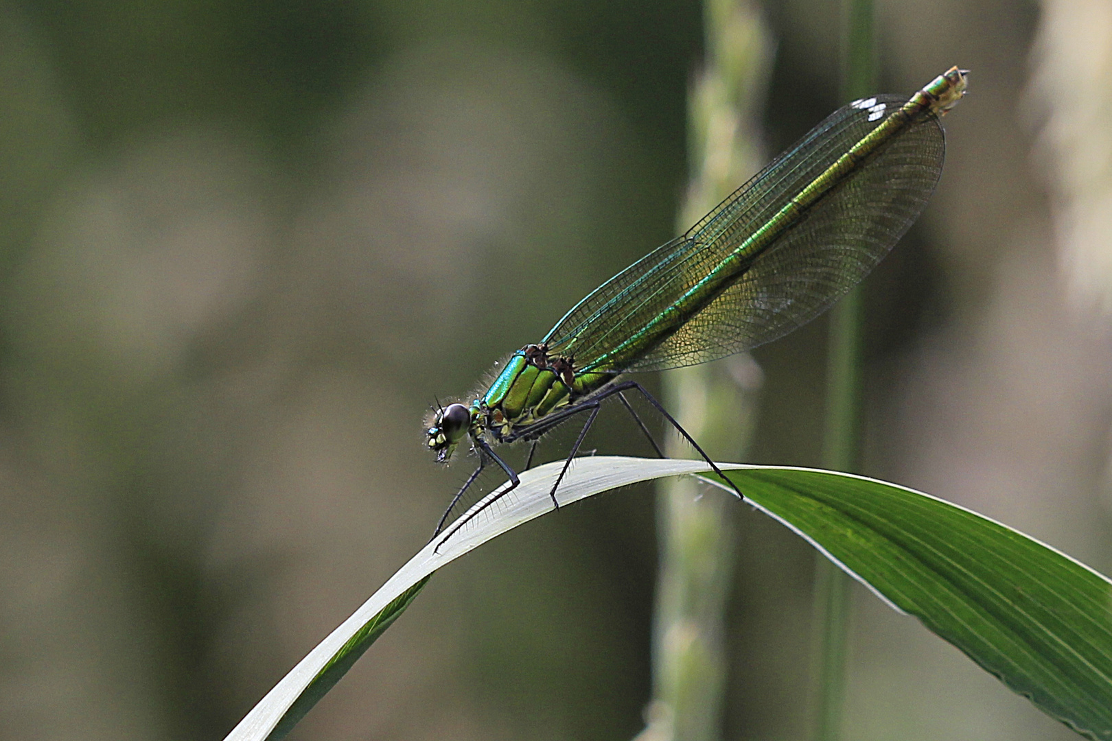 Grüne Libelle