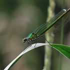 Grüne Libelle