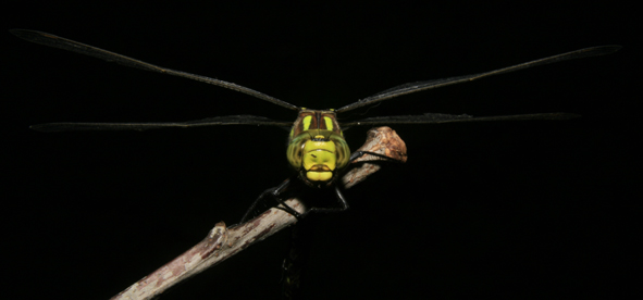 Grüne Libelle