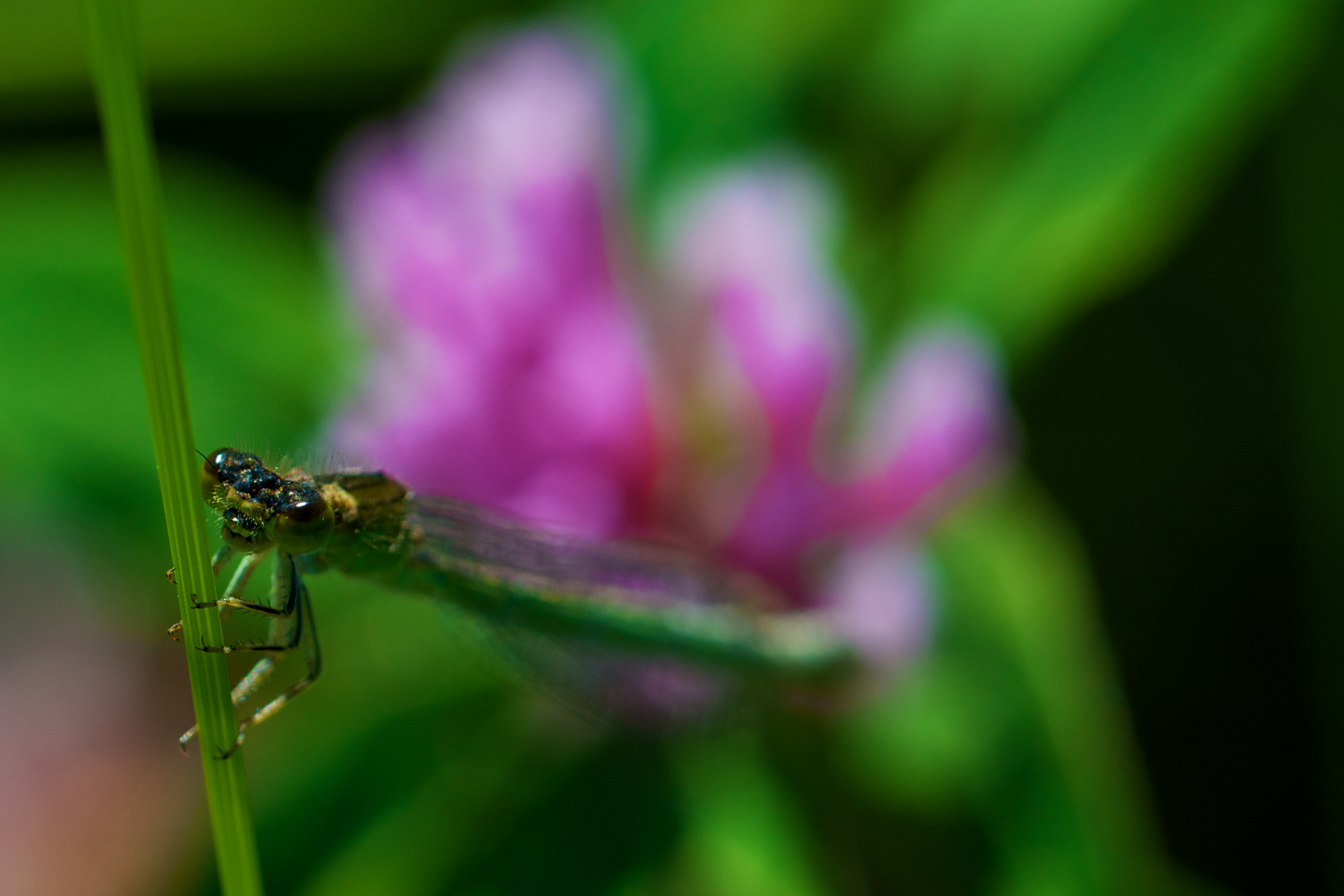 Grüne Libelle