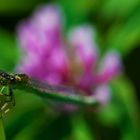 Grüne Libelle