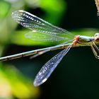 Grüne Libelle