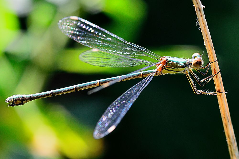 Grüne Libelle