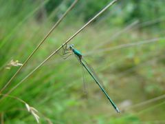 Grüne Libelle am schwarzen Wasser