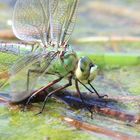 Grüne Libelle