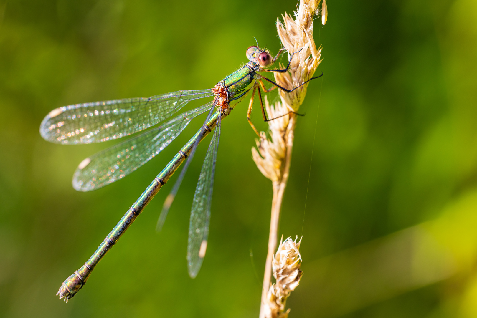 Grüne Libelle