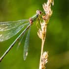 Grüne Libelle