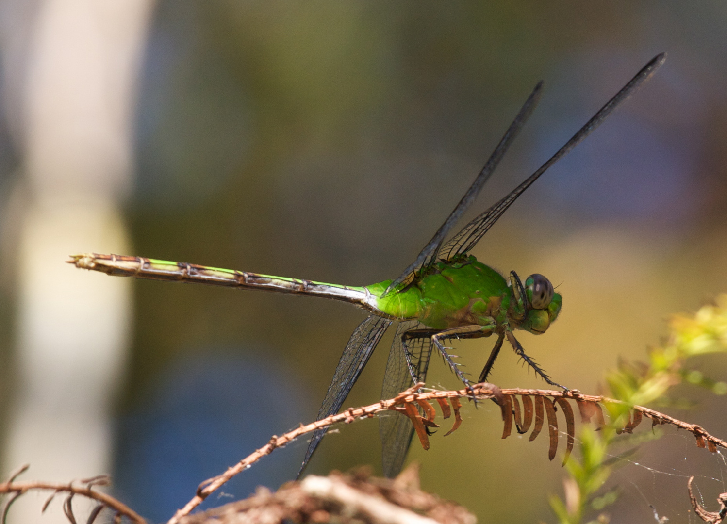 grüne Libelle