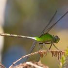 grüne Libelle