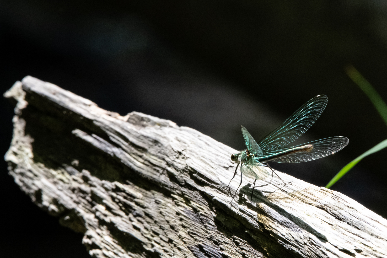 grüne Libelle