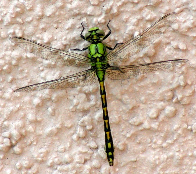 Grüne Libelle